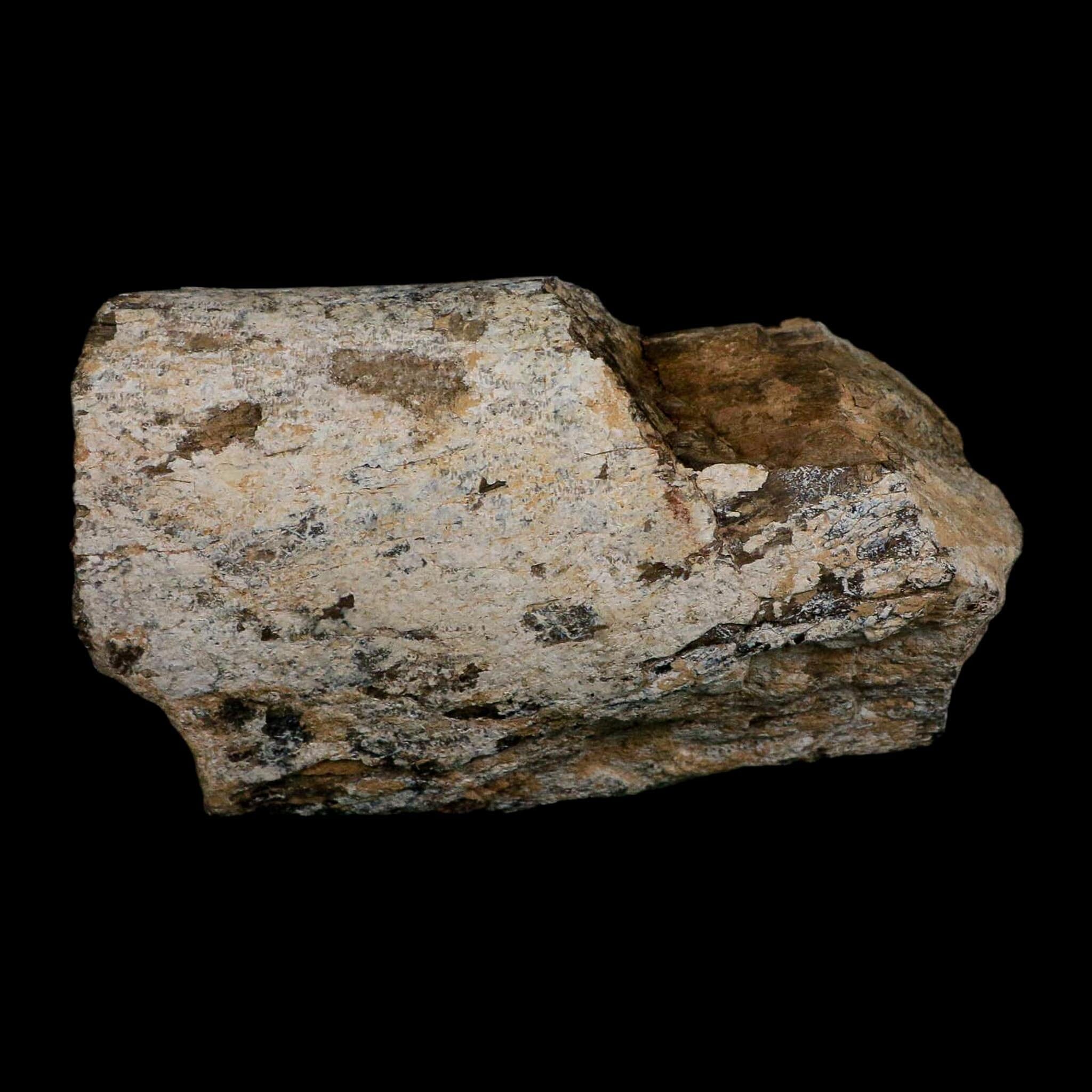 5.4" Camarasaurus Dinosaur Fossil Limb Bone Morrison FM CO Jurassic Age COA Stand - Fossil Age Minerals