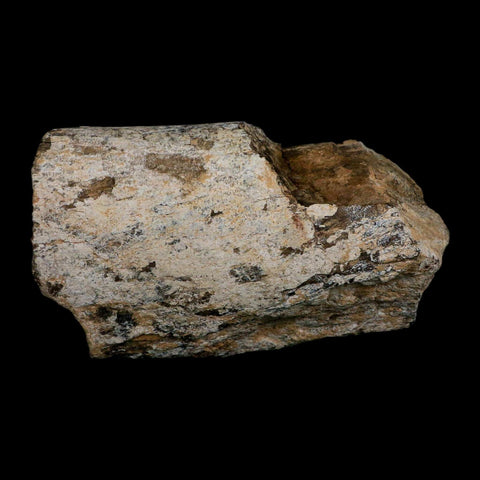 5.4" Camarasaurus Dinosaur Fossil Limb Bone Morrison FM CO Jurassic Age COA Stand - Fossil Age Minerals