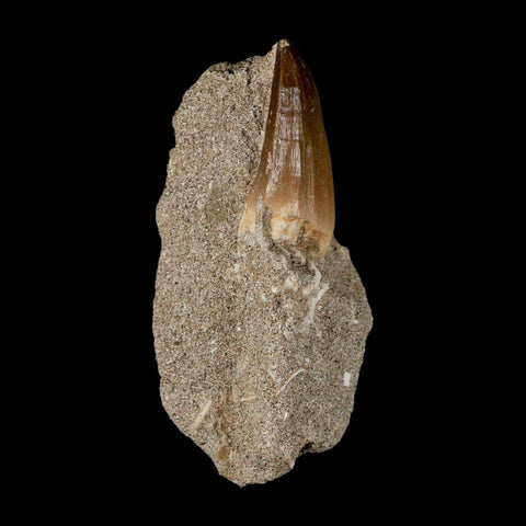 1.6" Mosasaur Baugei Fossil Tooth In Matrix Cretaceous Dinosaur Era COA - Fossil Age Minerals