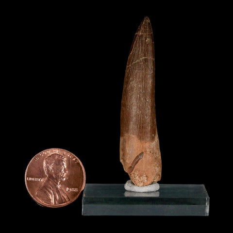 XL 2.1" Plesiosaur Zarafasaura Tooth Fossil Cretaceous Dinosaur Era COA, Stand