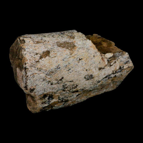 5.4" Camarasaurus Dinosaur Fossil Limb Bone Morrison FM CO Jurassic Age COA Stand - Fossil Age Minerals
