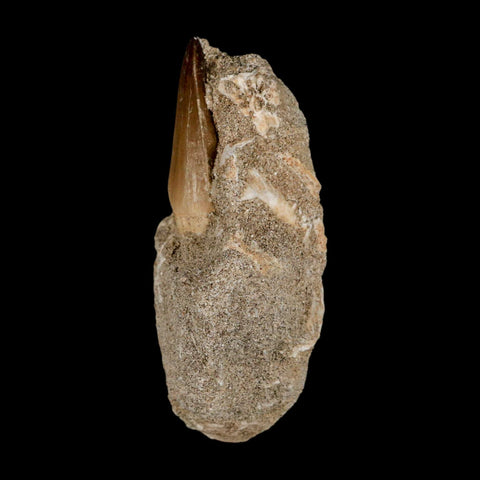 1.6" Mosasaur Baugei Fossil Tooth In Matrix Cretaceous Dinosaur Era COA - Fossil Age Minerals