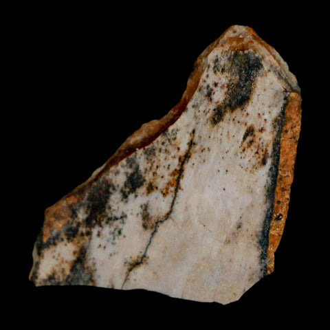 1" Tyrannosaurus Rex Fossil Bone Dinosaur Lance Creek Formation Wyoming COA - Fossil Age Minerals