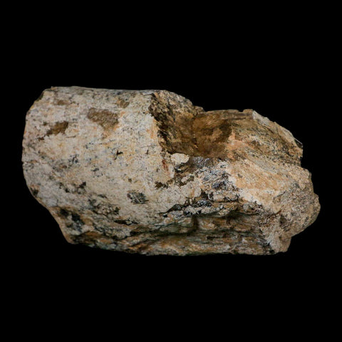 5.4" Camarasaurus Dinosaur Fossil Limb Bone Morrison FM CO Jurassic Age COA Stand - Fossil Age Minerals