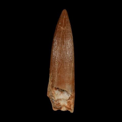 1.7" Plesiosaur Zarafasaura Tooth Fossil Cretaceous Dinosaur Era COA, Stand