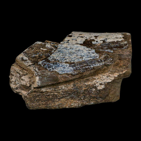 5.4" Camarasaurus Dinosaur Fossil Limb Bone Morrison FM CO Jurassic Age COA Stand - Fossil Age Minerals