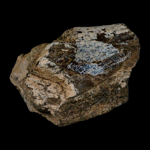 5.4" Camarasaurus Dinosaur Fossil Limb Bone Morrison FM CO Jurassic Age COA Stand - Fossil Age Minerals
