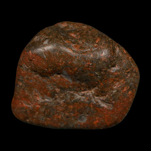 1.5" Sauropod Dinosaur Stomach Stone Gastrolith Rock Gizzard Stone COA