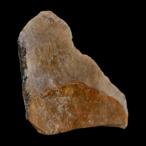 1" Tyrannosaurus Rex Fossil Bone Dinosaur Lance Creek Formation Wyoming COA - Fossil Age Minerals