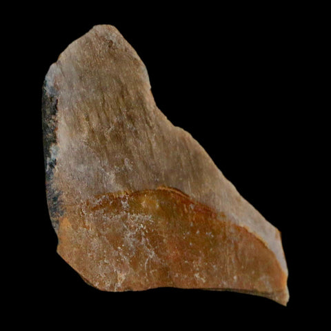 1" Tyrannosaurus Rex Fossil Bone Dinosaur Lance Creek Formation Wyoming COA - Fossil Age Minerals