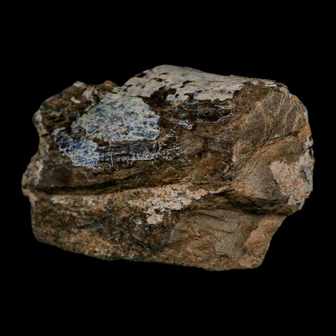 5.4" Camarasaurus Dinosaur Fossil Limb Bone Morrison FM CO Jurassic Age COA Stand - Fossil Age Minerals