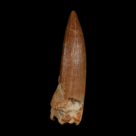1.7" Plesiosaur Zarafasaura Tooth Fossil Cretaceous Dinosaur Era COA, Stand