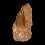 1.5" Tylosaurus Mosasaur Fossil Tooth In Matrix Upper Cretaceous Dinosaur Era COA