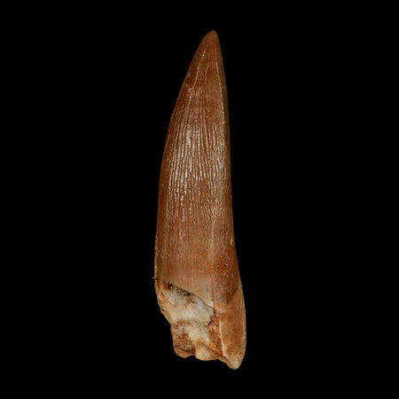 1.7" Plesiosaur Zarafasaura Tooth Fossil Cretaceous Dinosaur Era COA, Stand