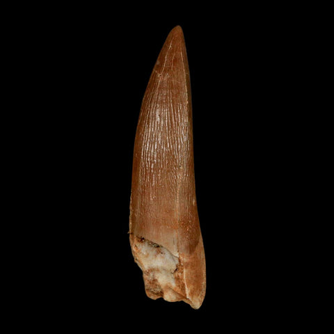 1.7" Plesiosaur Zarafasaura Tooth Fossil Cretaceous Dinosaur Era COA, Stand