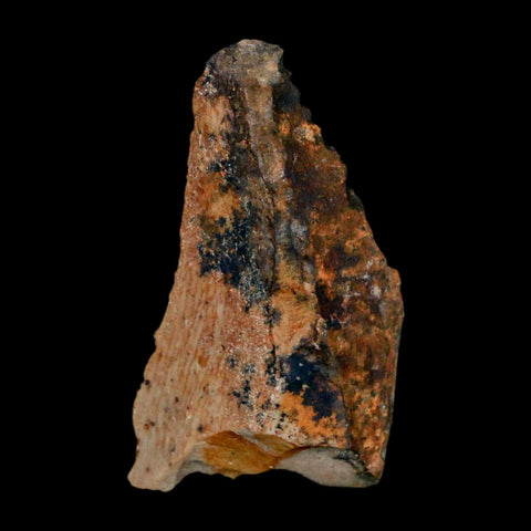 1.1" Tyrannosaurus Rex Fossil Bone Dinosaur Lance Creek Formation Wyoming COA - Fossil Age Minerals