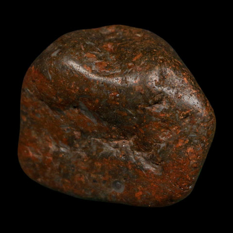 1.5" Sauropod Dinosaur Stomach Stone Gastrolith Rock Gizzard Stone COA