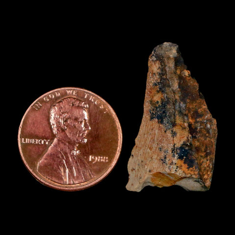 1.1" Tyrannosaurus Rex Fossil Bone Dinosaur Lance Creek Formation Wyoming COA - Fossil Age Minerals