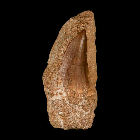 1.5" Tylosaurus Mosasaur Fossil Tooth In Matrix Upper Cretaceous Dinosaur Era COA