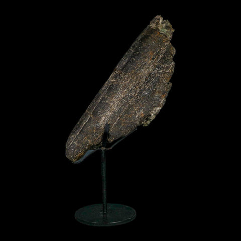 8.1" Camarasaurus Dinosaur Fossil Rib Bone Morrison FM CO Jurassic Age COA Stand - Fossil Age Minerals