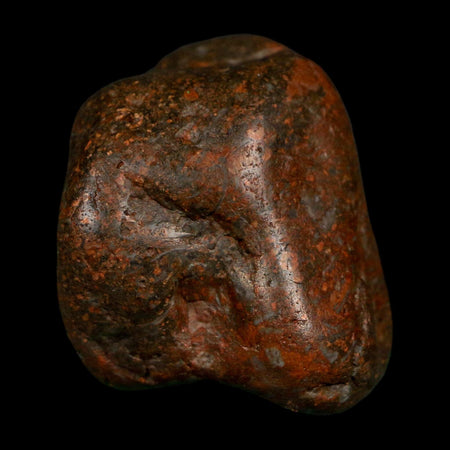 1.5" Sauropod Dinosaur Stomach Stone Gastrolith Rock Gizzard Stone COA
