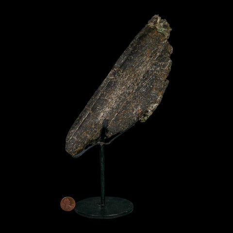 8.1" Camarasaurus Dinosaur Fossil Rib Bone Morrison FM CO Jurassic Age COA Stand - Fossil Age Minerals