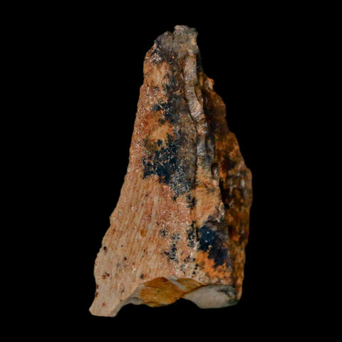 1.1" Tyrannosaurus Rex Fossil Bone Dinosaur Lance Creek Formation Wyoming COA - Fossil Age Minerals