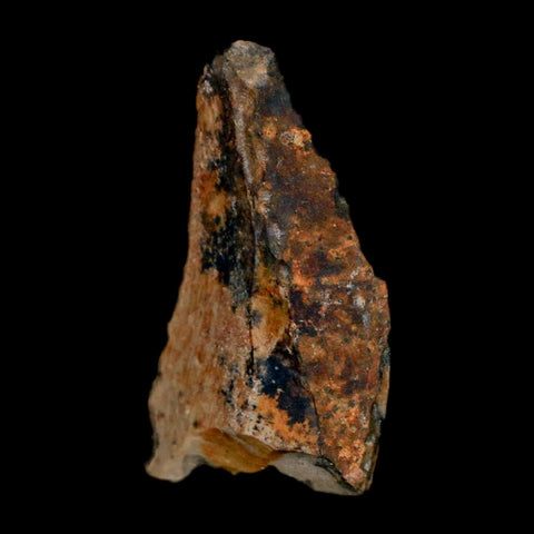 1.1" Tyrannosaurus Rex Fossil Bone Dinosaur Lance Creek Formation Wyoming COA - Fossil Age Minerals