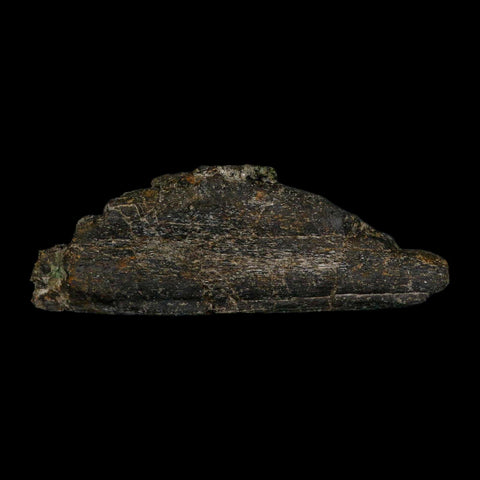 8.1" Camarasaurus Dinosaur Fossil Rib Bone Morrison FM CO Jurassic Age COA Stand - Fossil Age Minerals