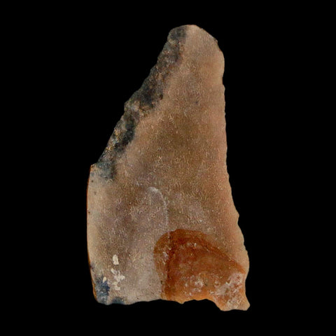 1.1" Tyrannosaurus Rex Fossil Bone Dinosaur Lance Creek Formation Wyoming COA - Fossil Age Minerals