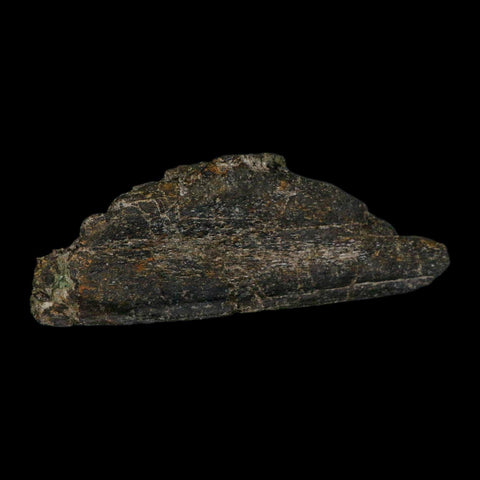 8.1" Camarasaurus Dinosaur Fossil Rib Bone Morrison FM CO Jurassic Age COA Stand - Fossil Age Minerals