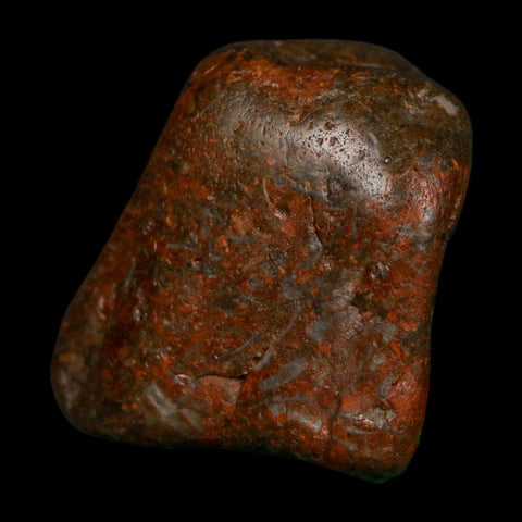 1.5" Sauropod Dinosaur Stomach Stone Gastrolith Rock Gizzard Stone COA