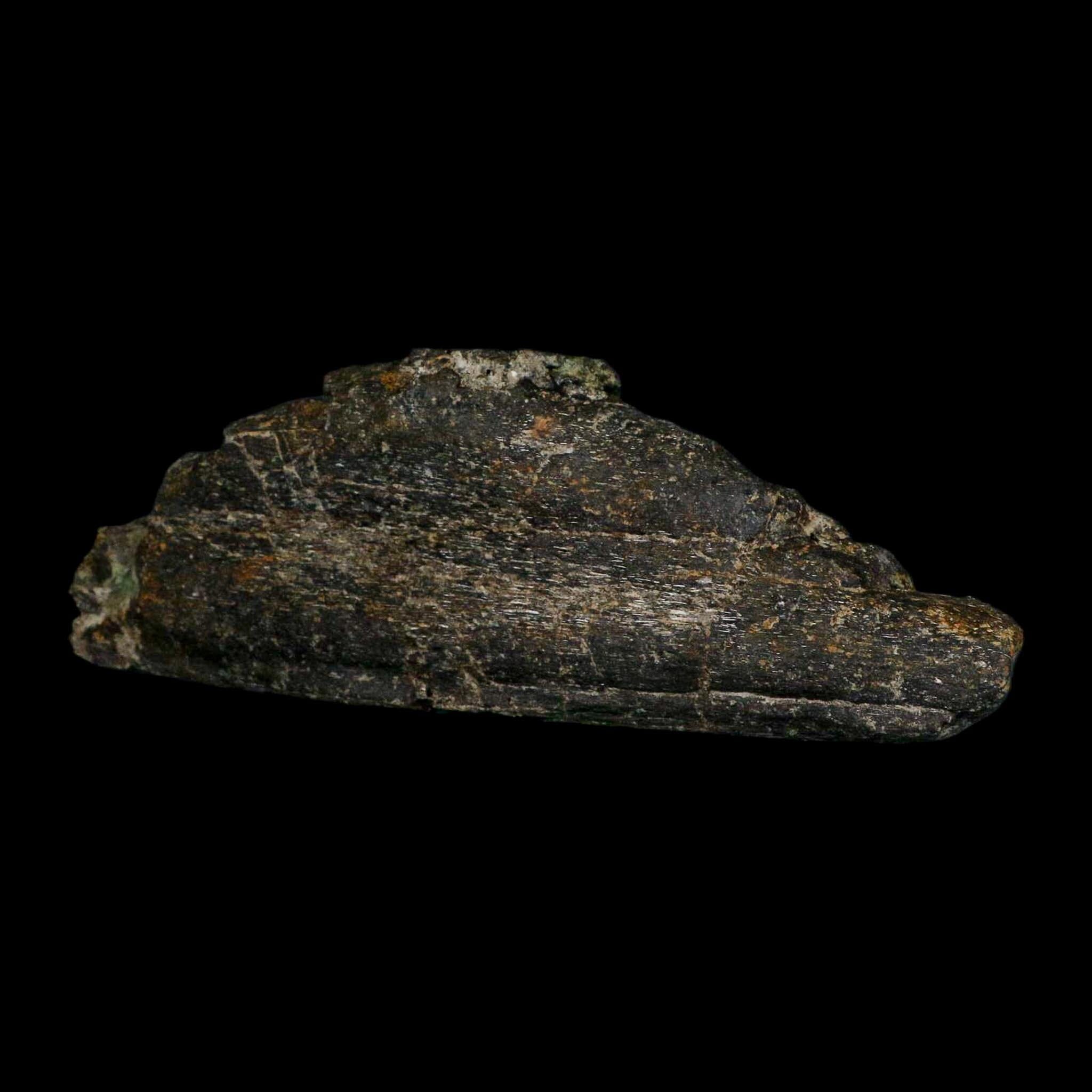 8.1" Camarasaurus Dinosaur Fossil Rib Bone Morrison FM CO Jurassic Age COA Stand - Fossil Age Minerals