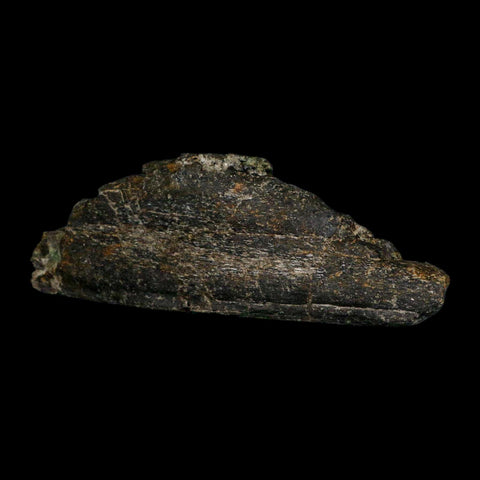 8.1" Camarasaurus Dinosaur Fossil Rib Bone Morrison FM CO Jurassic Age COA Stand - Fossil Age Minerals