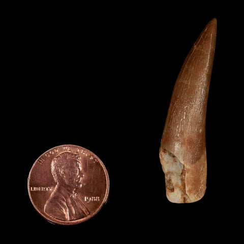 1.7" Plesiosaur Zarafasaura Tooth Fossil Cretaceous Dinosaur Era COA, Stand