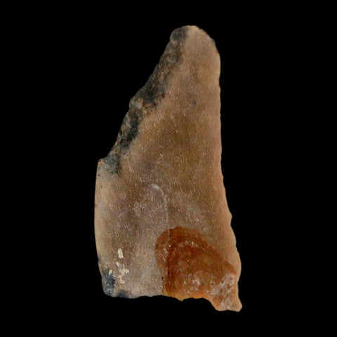 1.1" Tyrannosaurus Rex Fossil Bone Dinosaur Lance Creek Formation Wyoming COA - Fossil Age Minerals