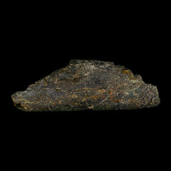 Camarasaurus Dinosaur Collection
