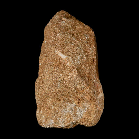 1.5" Tylosaurus Mosasaur Fossil Tooth In Matrix Upper Cretaceous Dinosaur Era COA - Fossil Age Minerals