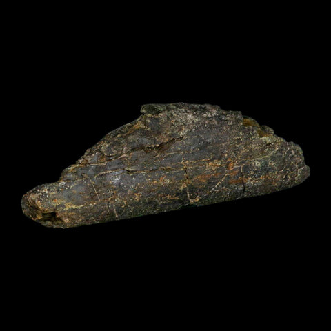 8.1" Camarasaurus Dinosaur Fossil Rib Bone Morrison FM CO Jurassic Age COA Stand - Fossil Age Minerals