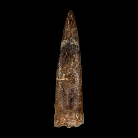 XXL 2.5" Plesiosaur Zarafasaura Tooth Fossil Cretaceous Dinosaur Era COA, Stand