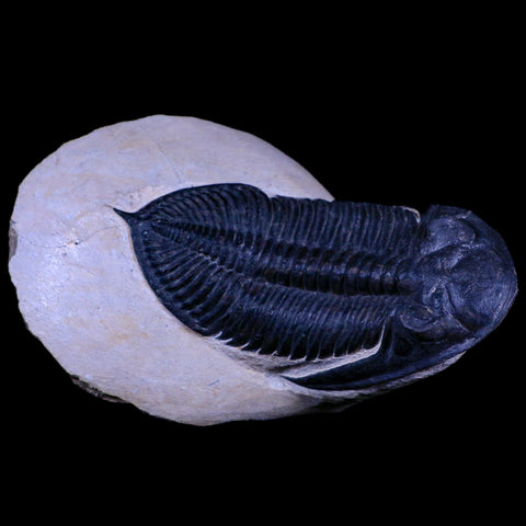 XL 4.5" Zlichovaspis Trilobite Fossil Devonian Age Morocco Self Standing COA - Fossil Age Minerals