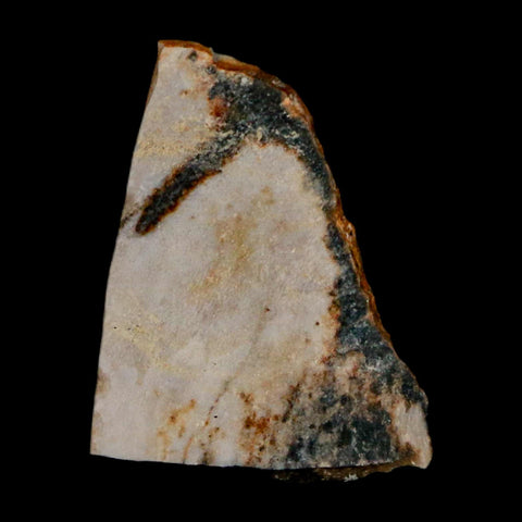 0.7" Tyrannosaurus Rex Fossil Bone Dinosaur Lance Creek Formation Wyoming COA - Fossil Age Minerals