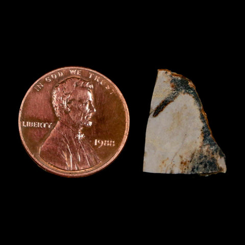 0.7" Tyrannosaurus Rex Fossil Bone Dinosaur Lance Creek Formation Wyoming COA - Fossil Age Minerals