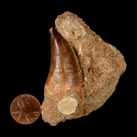 1.6" Mosasaur Prognathodon Fossil Tooth In Matrix Cretaceous Dinosaur Era COA - Fossil Age Minerals