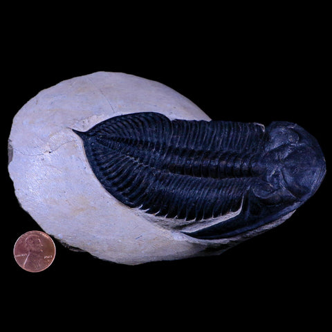 XL 4.5" Zlichovaspis Trilobite Fossil Devonian Age Morocco Self Standing COA - Fossil Age Minerals