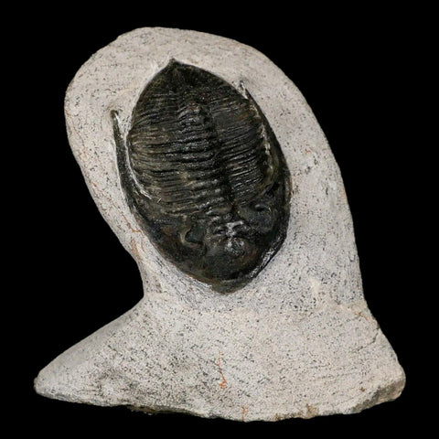 2" Zlichovaspis Rugosa Trilobite Fossil Morocco Devonian Age 400 Mil Yrs Old - Fossil Age Minerals