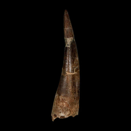 XXL 2.5" Plesiosaur Zarafasaura Tooth Fossil Cretaceous Dinosaur Era COA, Stand