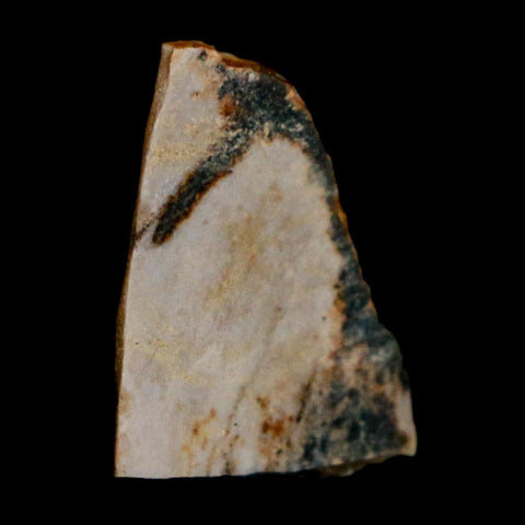 0.7" Tyrannosaurus Rex Fossil Bone Dinosaur Lance Creek Formation Wyoming COA - Fossil Age Minerals