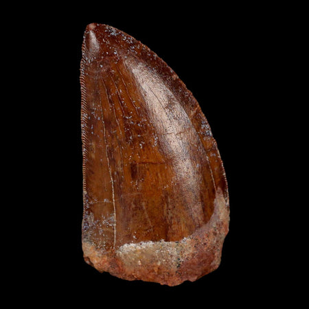 2.1" Carcharodontosaurus Fossil Tooth Cretaceous Dinosaur Morocco COA Stand