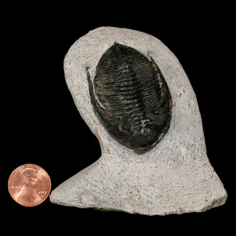 2" Zlichovaspis Rugosa Trilobite Fossil Morocco Devonian Age 400 Mil Yrs Old - Fossil Age Minerals